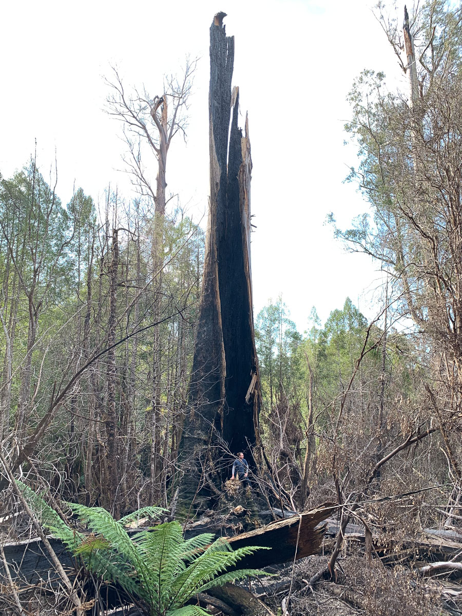 Tree affected by bushfires