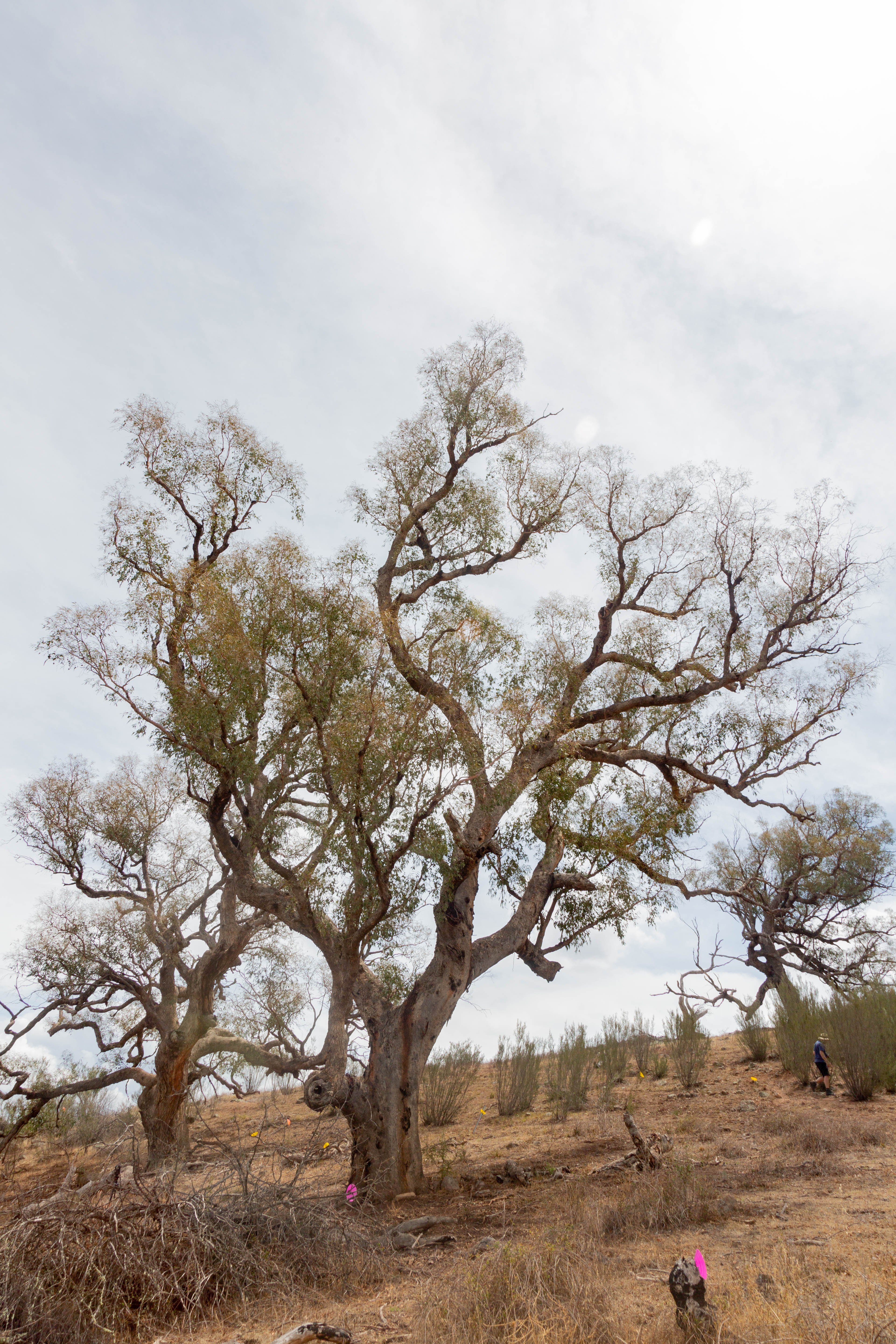 Photograph of a yellowbox tree